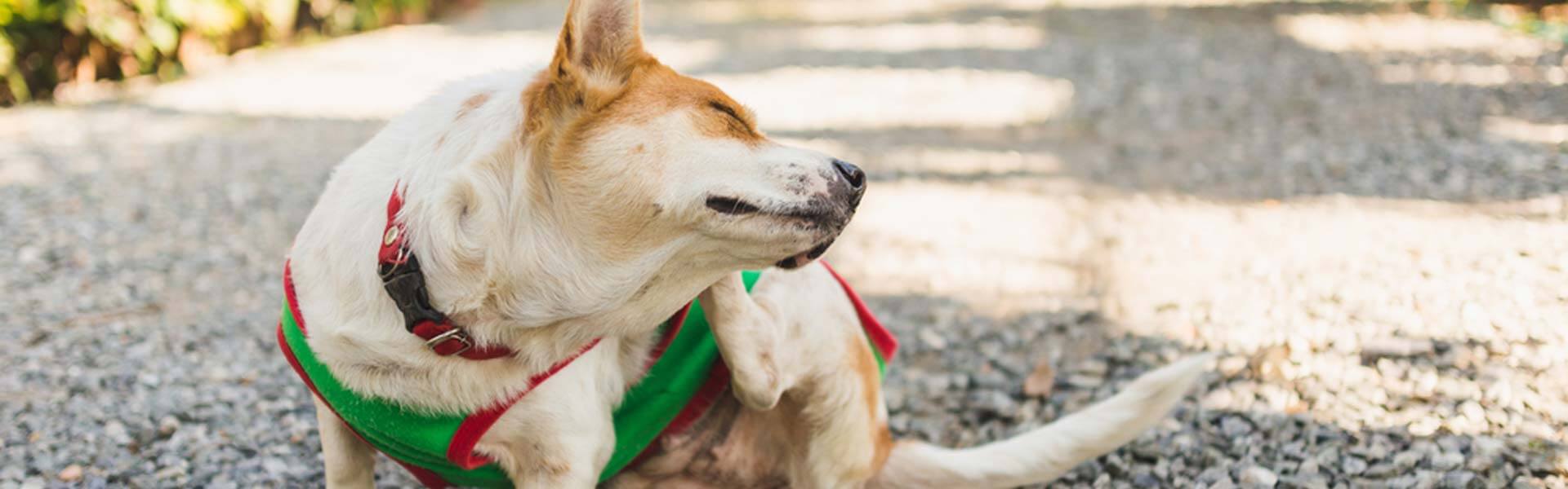 Voorkant -Boon Verkoopwinkel banner275